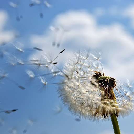 Hd-136915-ascw136915