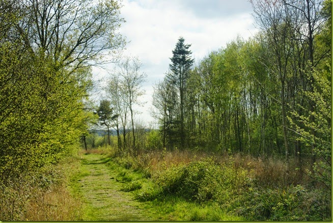 Foxley wood