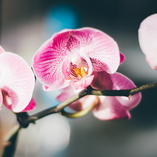 Hd-186273-ascw186273