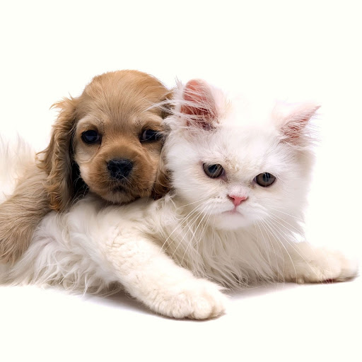 Hd-180421-ascw180421