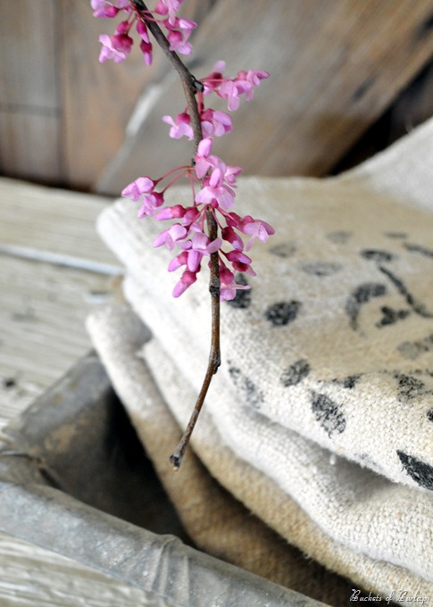 red bud blooms