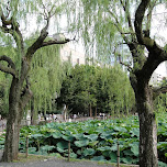 ueno park in Ueno, Japan 
