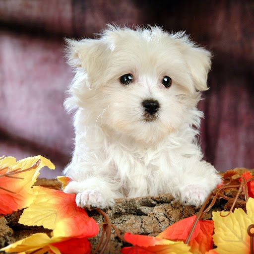 Hd-149960-ascw149960