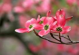 [pinkdogwood7.jpg]