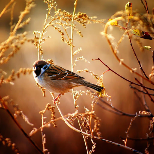 Hd-162739-ascw162739