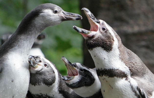Humboldt penguins. Humboldt penguins in Chile are in severe decline, due to Yachtsmen, rats, and global warming. Photo: DAVID W CERNY / REUTERS