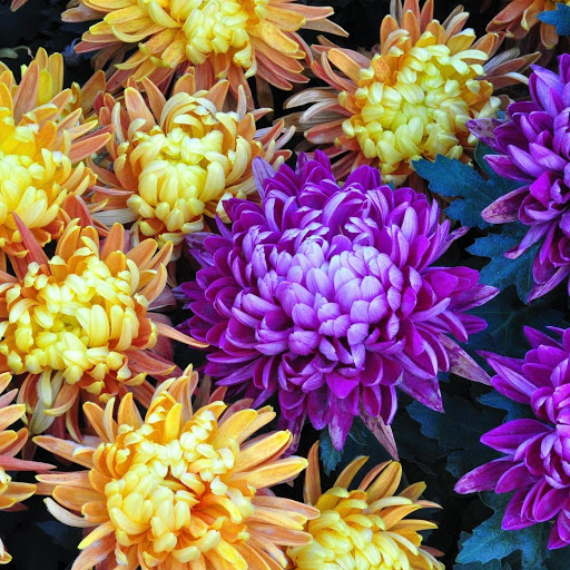 Hd-165799-ascw165799