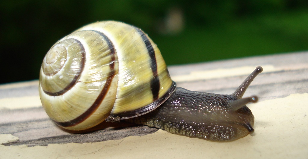 [snail3%255B11%255D.jpg]
