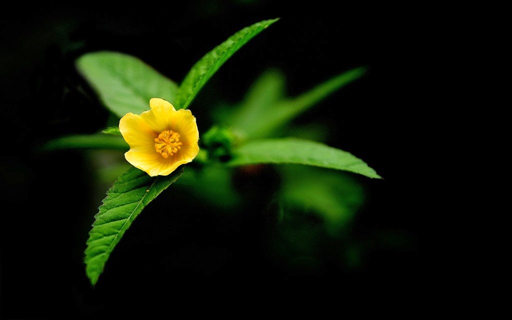[Yellow-night-flower%255B7%255D.jpg]