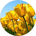 Sumayya Shaikh profile picture