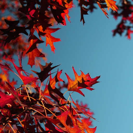 Hd-186001-ascw186001