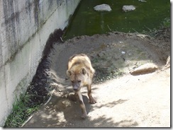 2012.06.02-030 hyène