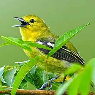 Download Suara burung sirtu/cipoh download suara burung surtu
