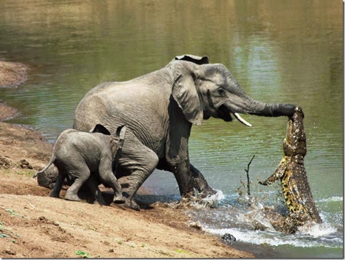 elephant with a crocodile