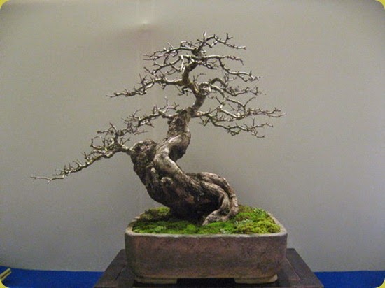 biancospino_bonsai3