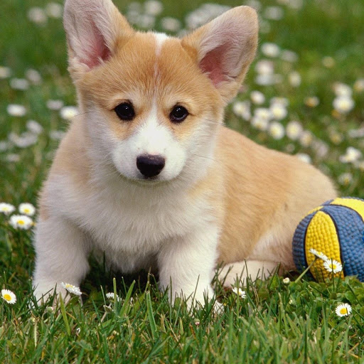 Hd-175797-ascw175797