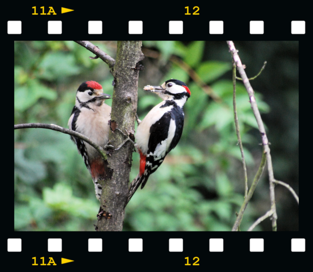 [Male-woodpecker-feeding-young-03-fil%255B2%255D.png]