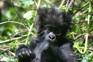 Gorille de montagnes dans la Virunga, Nord Kivu, 2004.