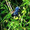 blue grosbeak