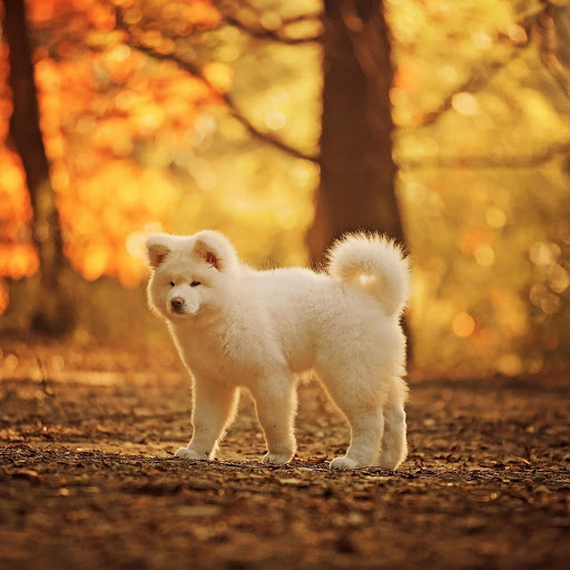 Hd-175919-ascw175919