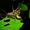 Male and Female Short-winged Grasshoppers