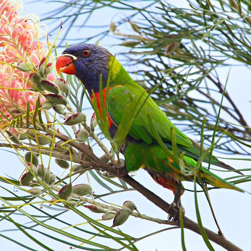 Hd-176806-ascw176806