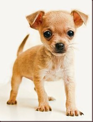 Amazing Animals Pictures Chihuahua (9)