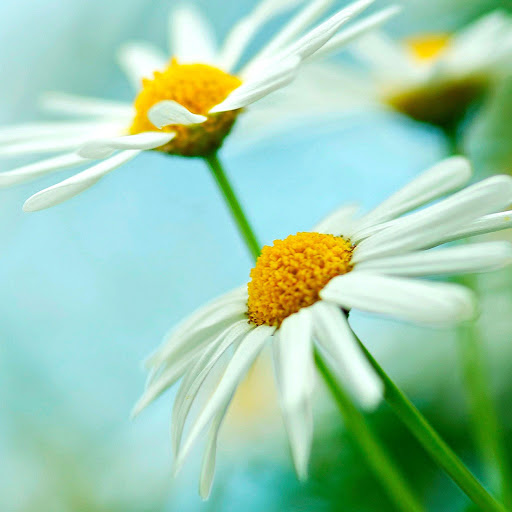 Hd-165070-ascw165070