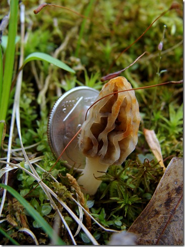 tiny morel with dime