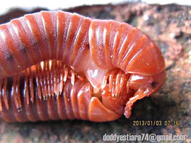  Kaki  seribu  Rusty millipede Trigoniulus corallinus Kawin 