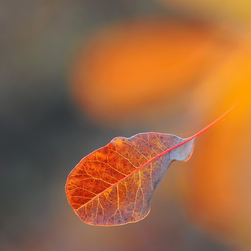 Hd-131788-ascw131788