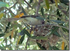 Bell's vireo nest in olive tree 4-22-2013 9-55-32 AM 3616x2712