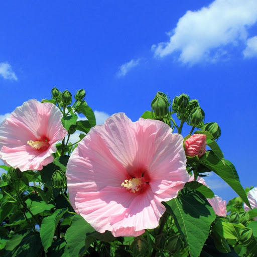 Hd-145149-ascw145149