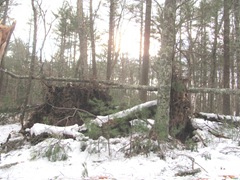 Blizzard 2.12.2013 uprooted tree on U Einos land2