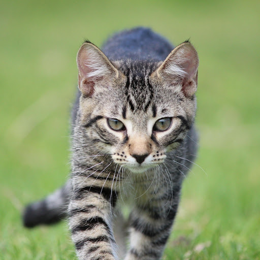 Hd-177126-ascw177126