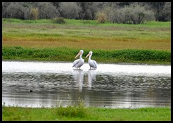06 - Pair of White Pelicans on Lower Myakka River