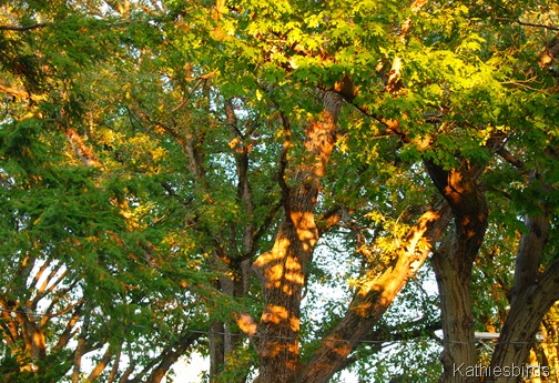 3. oak trees-kab