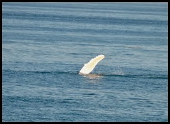 07e - Whales - slapping flipper