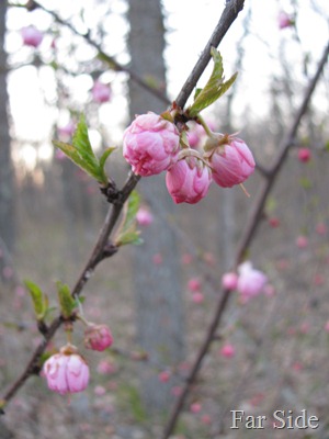 Double Flowering Plum April 30