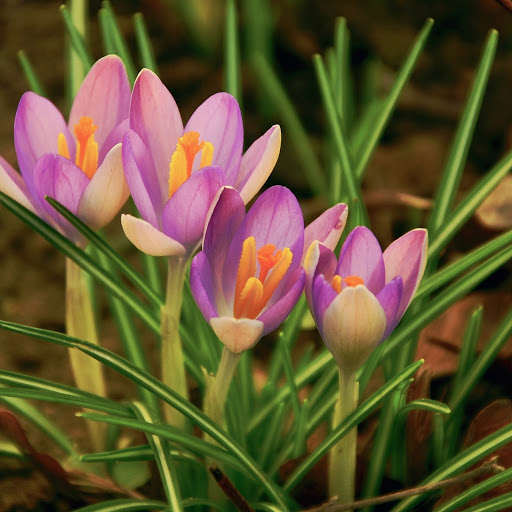 Hd-186326-ascw186326