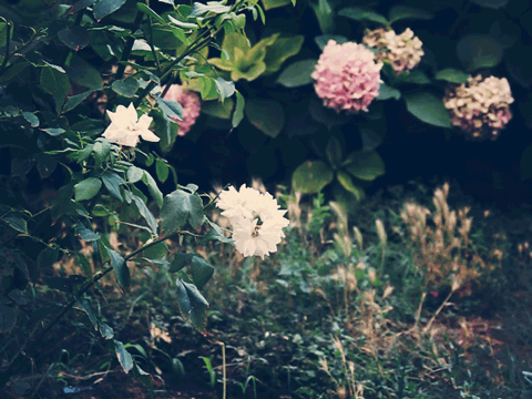 flowers.gif