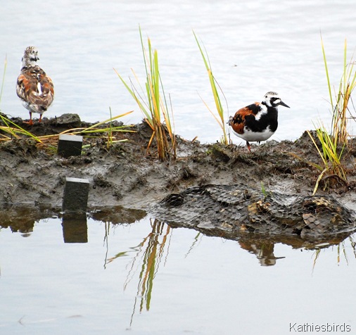 23. ruddy turnstones-kab