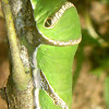 Caterpillar of Common Mormon