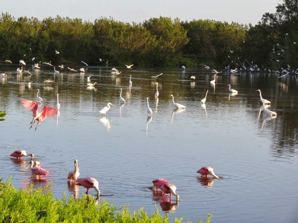[everglades_flamingo_eco_lake_feeding%255B11%255D.jpg]