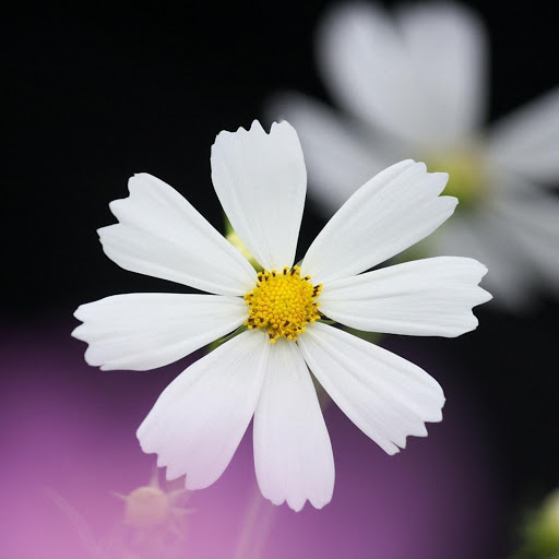 Hd-185542-ascw185542