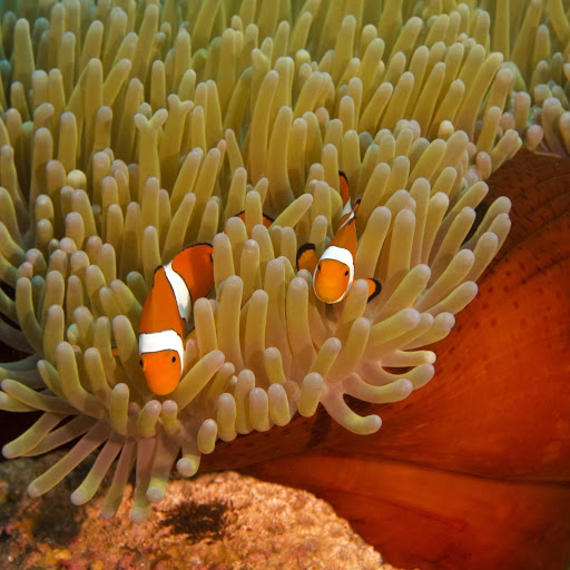 Hd-148049-ascw148049