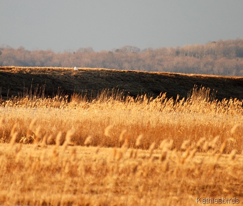 14. snowy on dike-kab 14. snowy on dike-kab