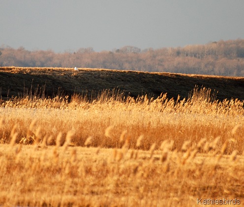 14. snowy on dike-kab