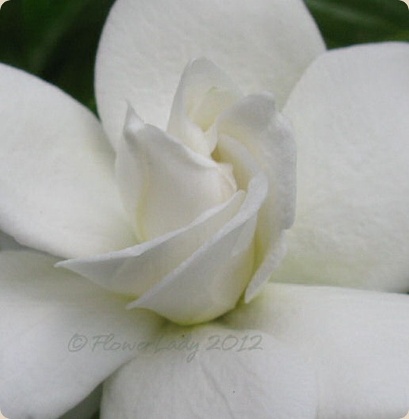 05-13-first-gardenia2