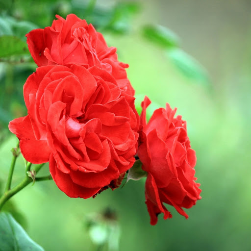 Hd-151787-ascw151787